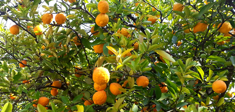 Growth of agricultural communities in Telangana