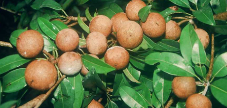 Growth of agricultural communities in Telangana